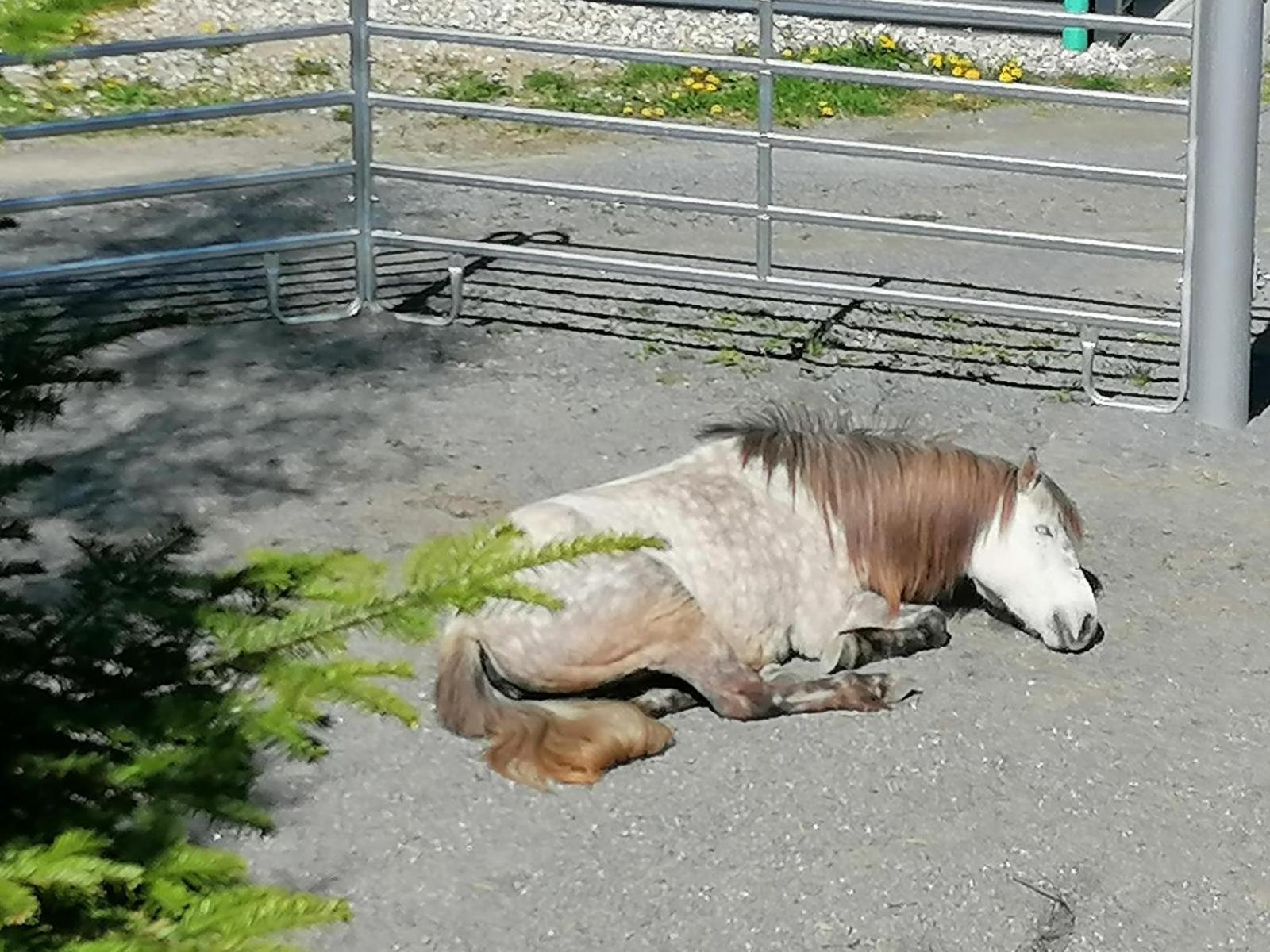 Villa Wild Life Ranch Schöfweg Esterno foto